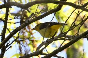 2025-05118002 Ipswitch River Wildlfe Sanctuary,  MA